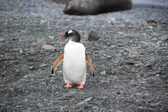 Um simpático pinguim gentoo na praia de Prion Island, na Geórgia do Sul